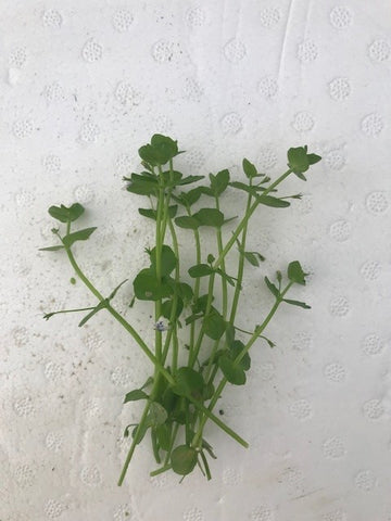 Lindernia rotundafolia EMERSED/BUNCH