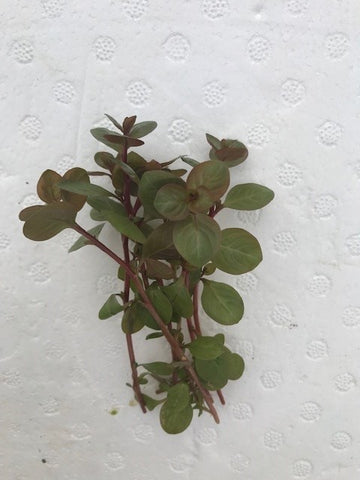 Ludwigia ovalis EMERSED/BUNCH