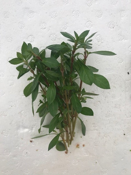 Ludwigia repens EMERSED/BUNCH