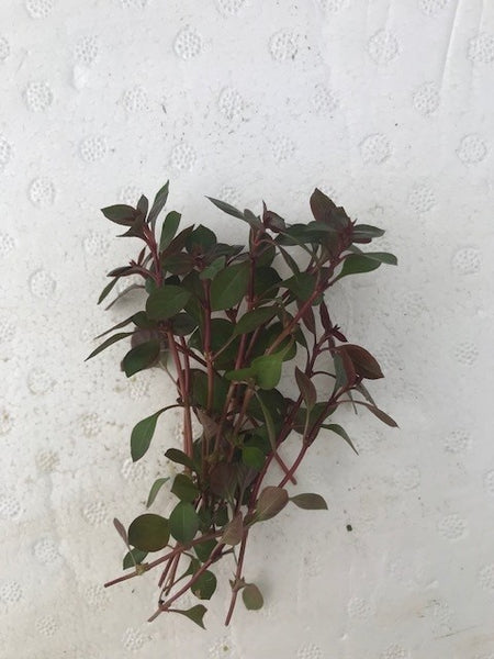 Ludwigia palustris EMERSED/BUNCH Super Mini Red