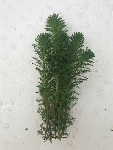 Myriophyllum sp. Roraimi Bronze Milfoil EMERSED/BUNCH