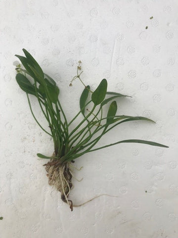 Sagittaria subulata EMERSED/BUNCH Dwarf Sag