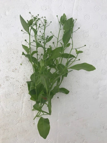 Samolus parviflorus green EMERSED/BUNCH
