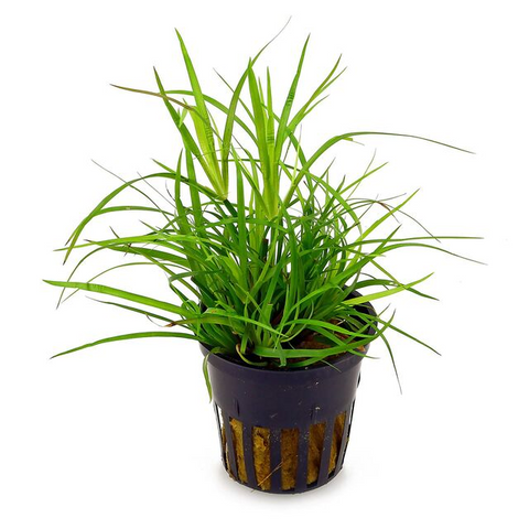 Juncus repens EMERSED/POTTED