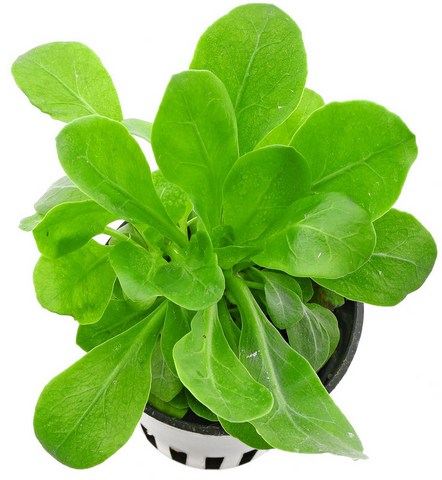Samolus parviflorus green EMERSED/POTTED