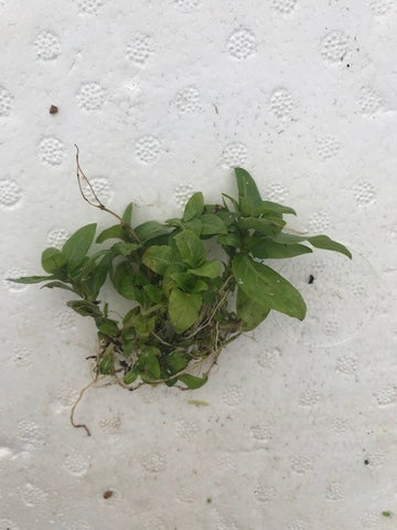 Staurogyne repens EMERSED/BUNCH