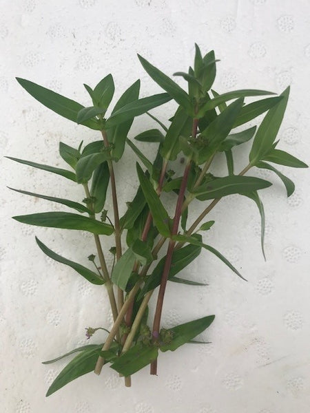 Nesea triflora EMERSED/BUNCH