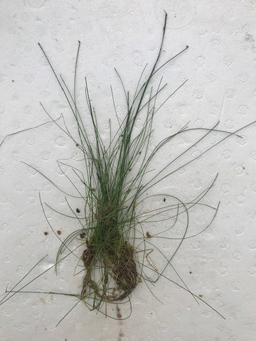 Eleocharis vivipara EMERSED/BUNCH Umbrella Hair Grass