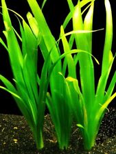 Vallisneria Giant Jungle  SUBMERSED/BUNCH Vallis Giant