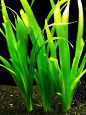 Vallisneria Giant Jungle  SUBMERSED/BUNCH Vallis Giant (short)