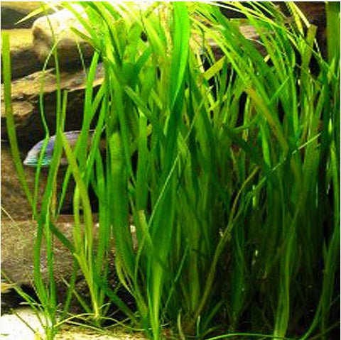 Vallisneria spiralis SUBMERSED/BUNCH Vallis Narrow