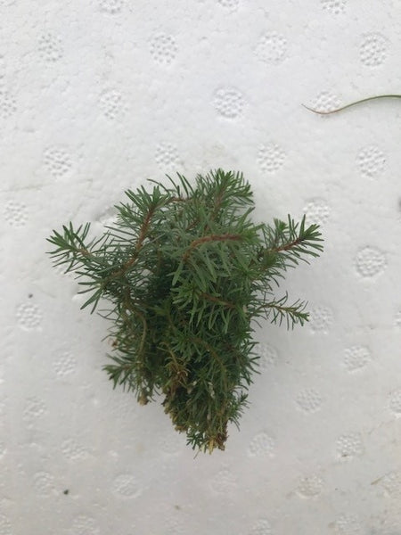 Rotala wallichii EMERSED/BUNCH