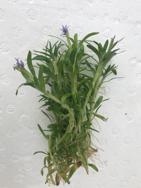 Heteranthera zosterfolia EMERSED/BUNCH WaterHedge