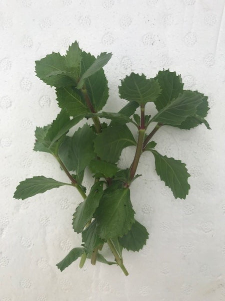 Hygrophila difformis EMERSED/BUNCH Wisteria