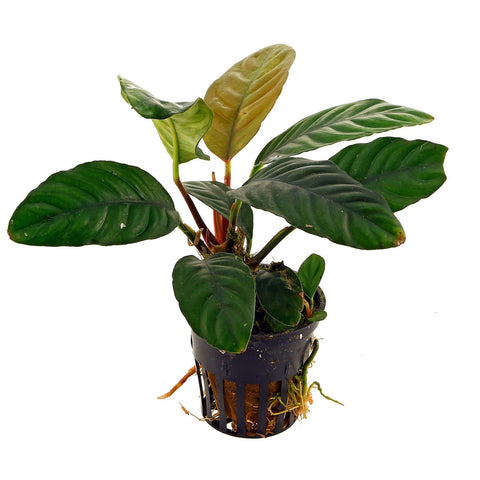 Anubias coffeefolia EMERSED/POTTED