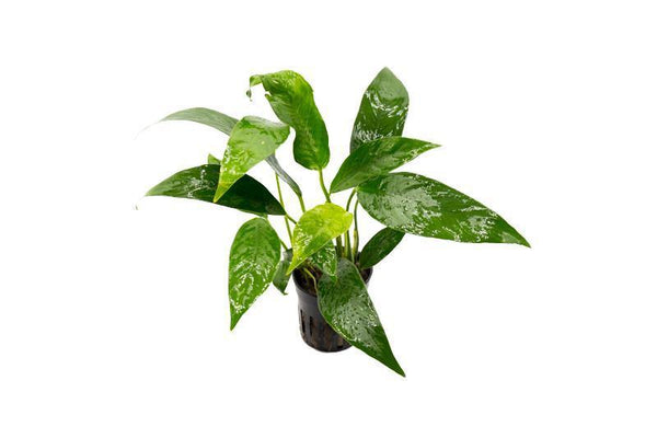 Anubias afzeli POTTED Limited stock