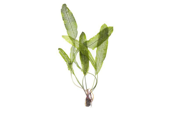 Aponogeton Henkelianus (Young) small SUBMERSED/PLANT