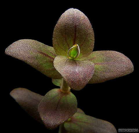 Bacopa salzmanni EMERSED/POTTED Purple Bacopa