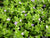 Bacopa serpyllifolia EMERSED/POTTED Bacopa Japan