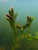 Ceratophyllum demersum SUBMERSED/POTTED Foxtail