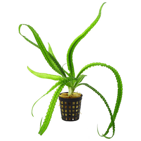 Crinum natans EMERSED/POTTED