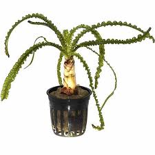 Crinum Calamistratum SUBMERSED/BULB