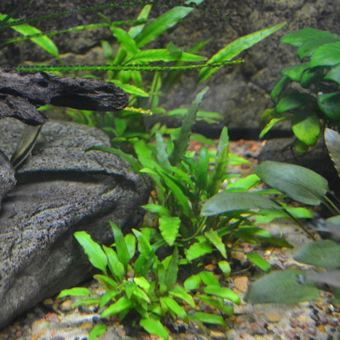 Cryptocoryne wendtii EMERSED/POTTED