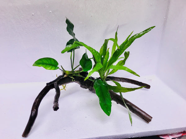 ** Decor Driftwood ** Aquascape Aquarium (Anubias & Java Fern)
