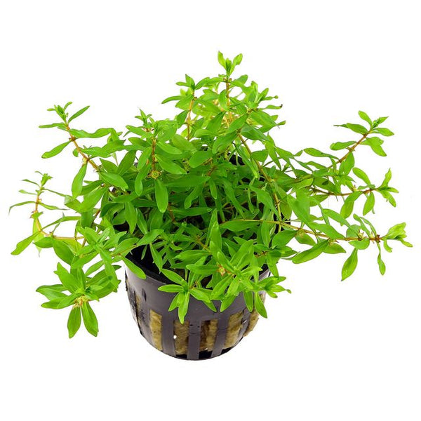 Didiplis diandra EMERSED/POTTED