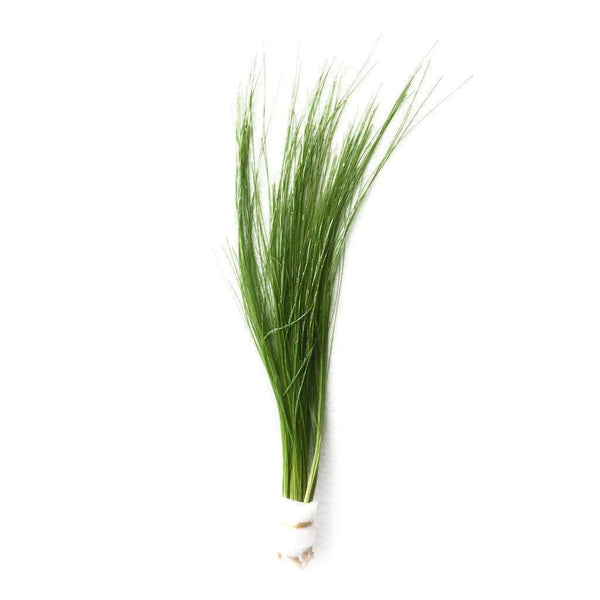 Eleocharis vivipara SUBMERSED/BUNCH Umbrella Hair Grass