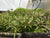 Eustralis stellata EMERSED/POTTED
