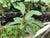 Ludwigia repens ‘Rubin’ EMERSED/POTTED