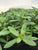 Ammania gracilis EMERSED/POTTED 'Rose Leaf'