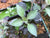 Nomaphila corymbosa EMERSED/POTTED Green Temple
