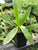Echinodorus horemanii EMERSED/POTTED Green Horemanii