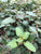 Hyptis lorentziana EMERSED/POTTED