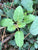 Hyptis lorentziana EMERSED/POTTED