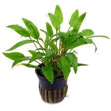 Cryptocoryne wendtii green SUBMERSED/POTTED