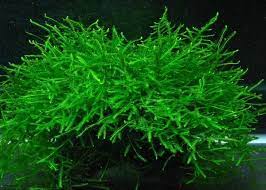 Vesicularia dubyana SUBMERSED/TUB Java Moss