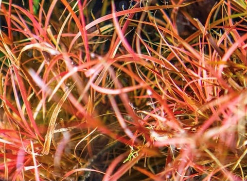 Juncus repens SUBMERSED/BUNCH