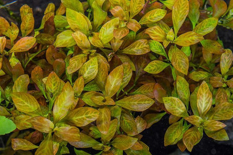 Ludwigia ovalis EMERSED/POTTED