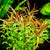 Ludwigia arcuata SUBMERSED/BUNCH