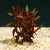 Ludwigia repens ‘Rubin’ SUBMERSED/BUNCH