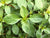 Ludwigia natans EMERSED/POTTED