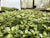 Ludwigia natans EMERSED/POTTED