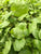 Cardamine lyrata EMERSED/POTTED