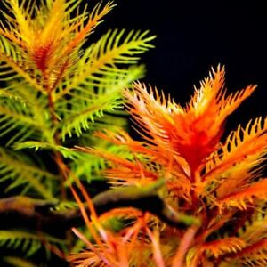 Proserpinaca palustris SUBMERSED/BUNCH Mermaid Weed