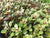 Ludwigia palustris EMERSED/POTTED Super Mini Red