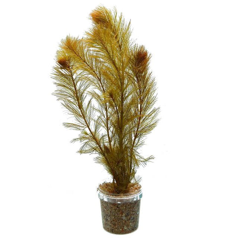 Myriophyllum sp. Roraimi EMERSED/POTTED Bronze Milfoil