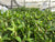Nesea triflora EMERSED/POTTED
